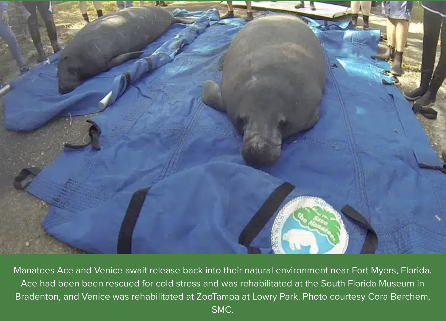 two manatees on blanket 